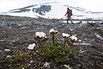 BB 12 0229 / Ranunculus glacialis / Issoleie